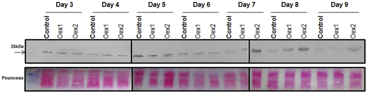 Fig. 10