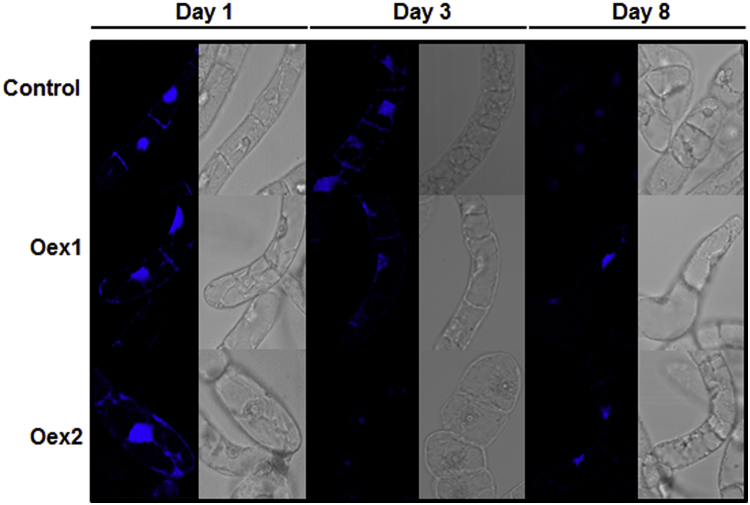 Fig. 12