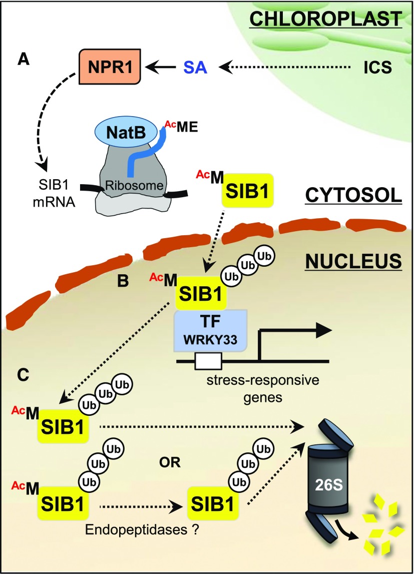 Figure 7.