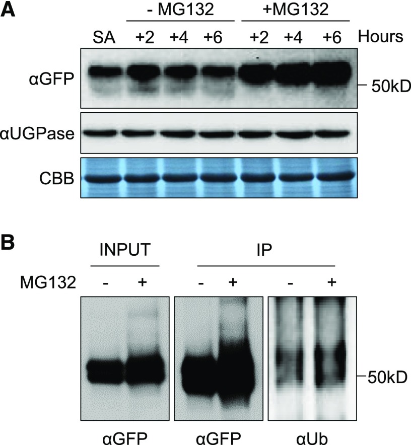 Figure 6.