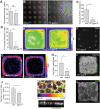 FIGURE 7: