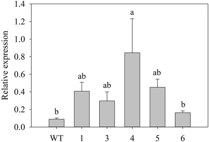 FIGURE 6