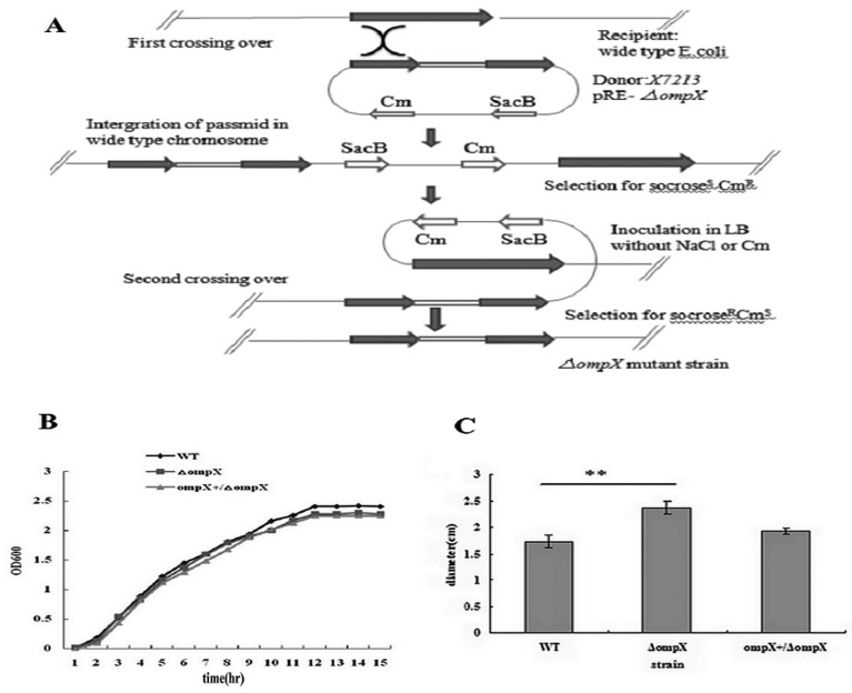 Fig.1.