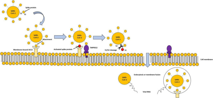 FIGURE 2