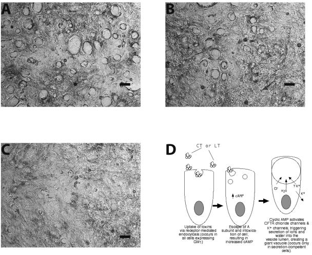 FIG. 7.