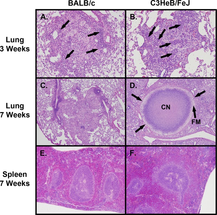 FIG 2