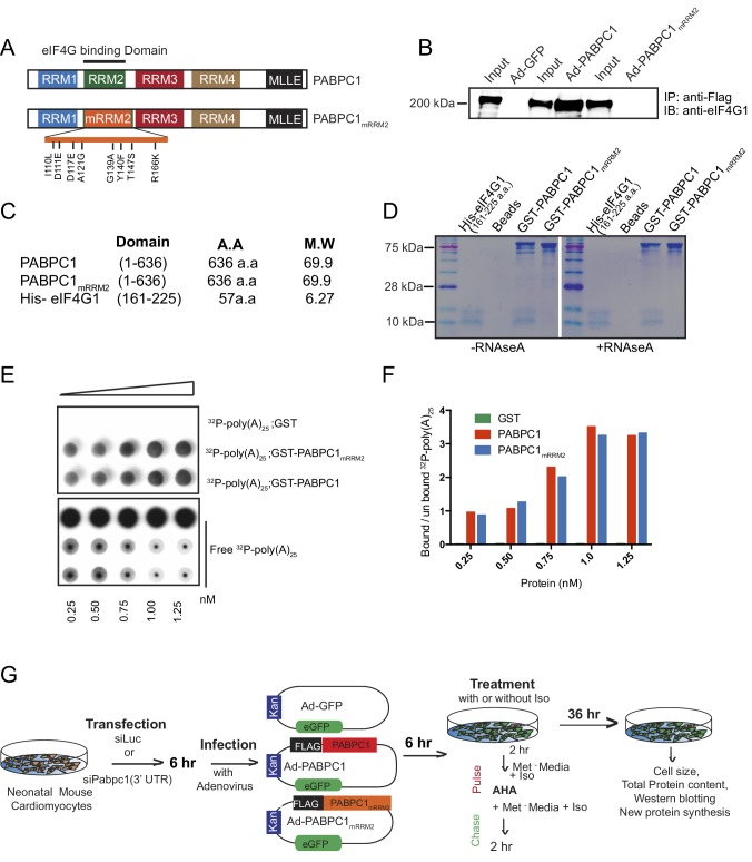 Figure 4—figure supplement 1.