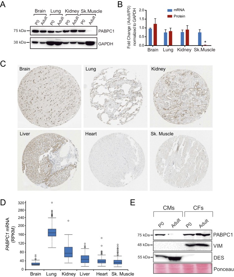 Figure 1—figure supplement 1.