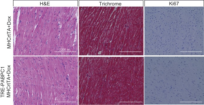 Figure 5—figure supplement 2.