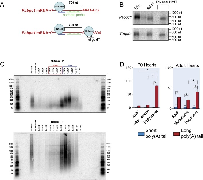 Figure 2—figure supplement 3.