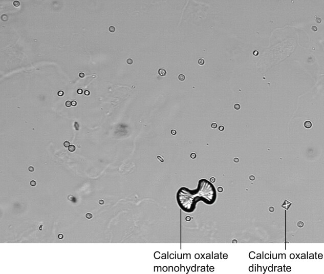 FIGURE 4: