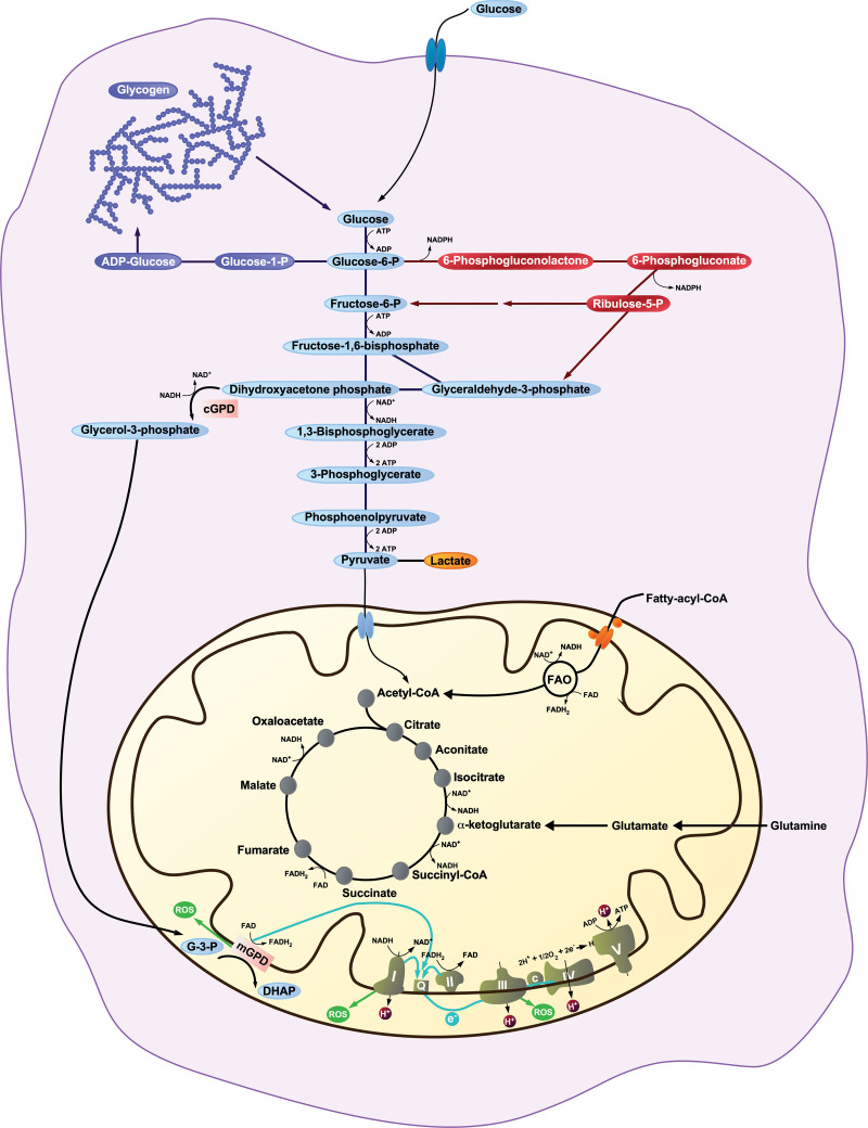 The Emerging Role For Neutrophil Mitochondrial Metabolism In Lung 