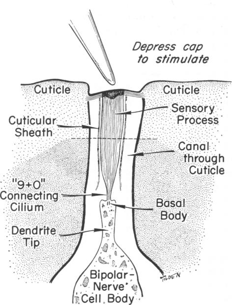 graphic file with name pnas00079-0066-a.jpg