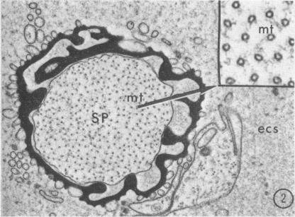 graphic file with name pnas00079-0067-a.jpg