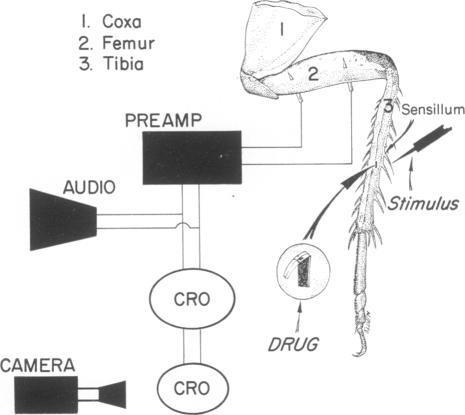 graphic file with name pnas00079-0067-b.jpg