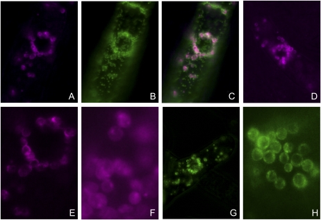 Figure 4.