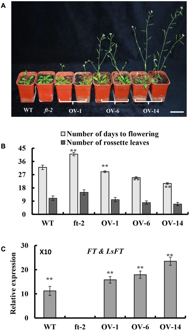 FIGURE 3