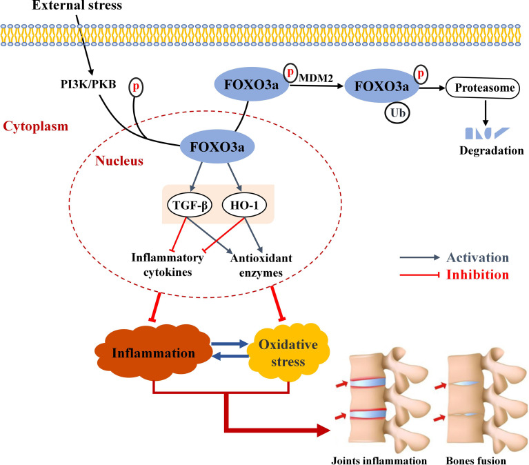 Graphical Abstract