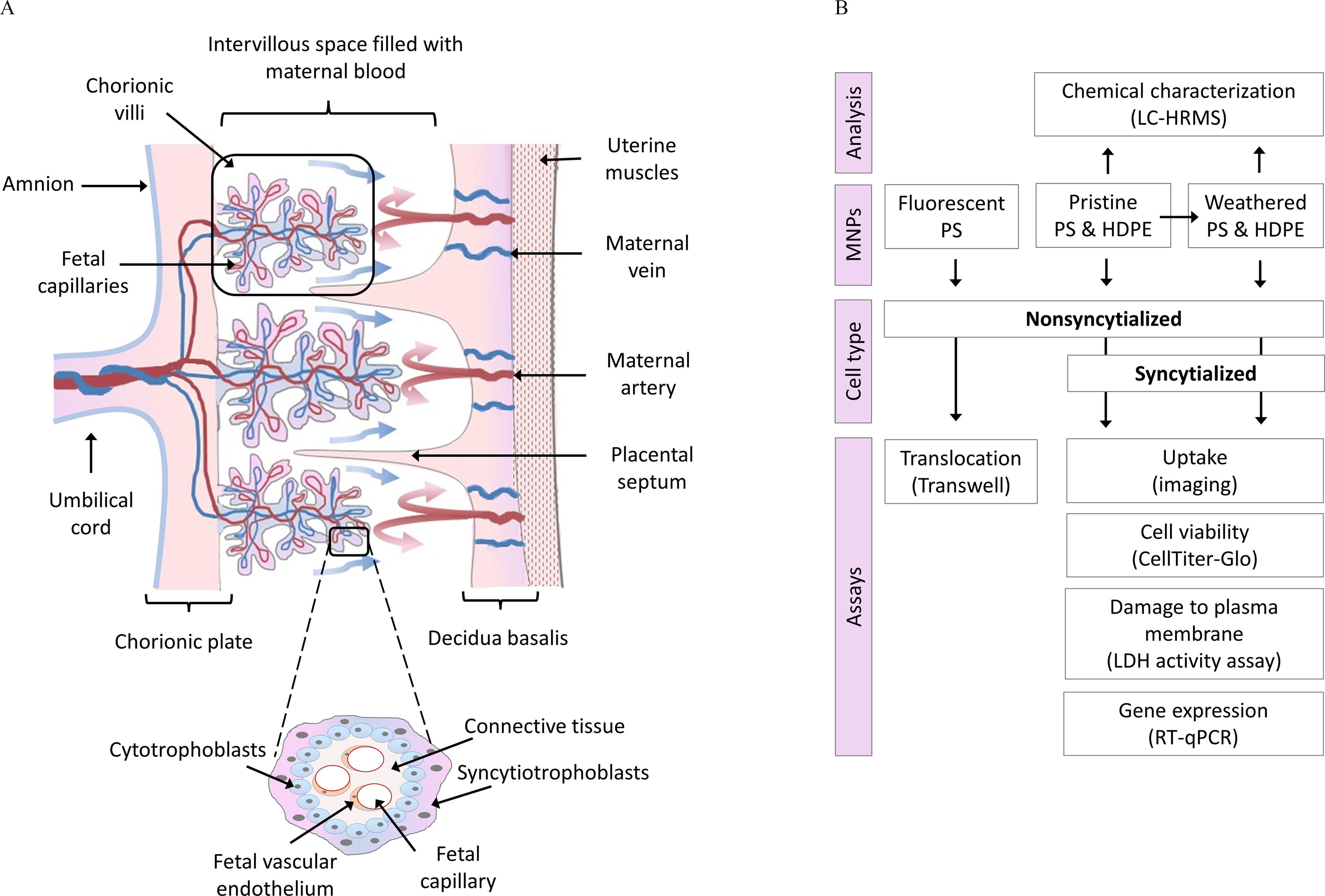 Figure 1A is a scientific diagram depicting a cross-section of an early-gestation human placenta with chorionic villi covered by syncytiotrophoblasts and cytotrophoblasts. The following sections are highlighted: Maternal blood, chorionic villi, fetal capillaries, umbilical cord, chorionic plate, uterine muscles, maternal vein, maternal artery, placental septum, and decidua basalis fill the intervillous space. At the bottom, an enlarged image of a tissue displays the following: cytotrophoblasts, connective tissue, fetal vascular endothelium, syncytiotrophoblasts, and fetal capillary. Figure 1B is a flowchart with four steps, namely, analysis, micro-and nanoplastics, cell type, and assays. Analysis: Chemical characterization (L C-H R M S). Micro- and nanoplastics: Fluorescent P S leads to non-syncytialized. Pristine P S and H D P E and weathered P S and H D P E lead to non-syncytialized and chemical characterization (L C-H R M S). Cell type: It is divided into two parts, namely, non-syncytialized and syncytialized. Non-syncytialized leads to transloaction (transwell). Assays: Syncytialized leads to uptake (imaging), cell viability (celltiter-glo), damage to the plasma membrane (L D H activity assay), and gene expression (R T-q P C R).