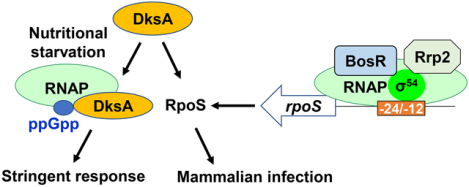 graphic file with name nihms-1584994-f0001.jpg