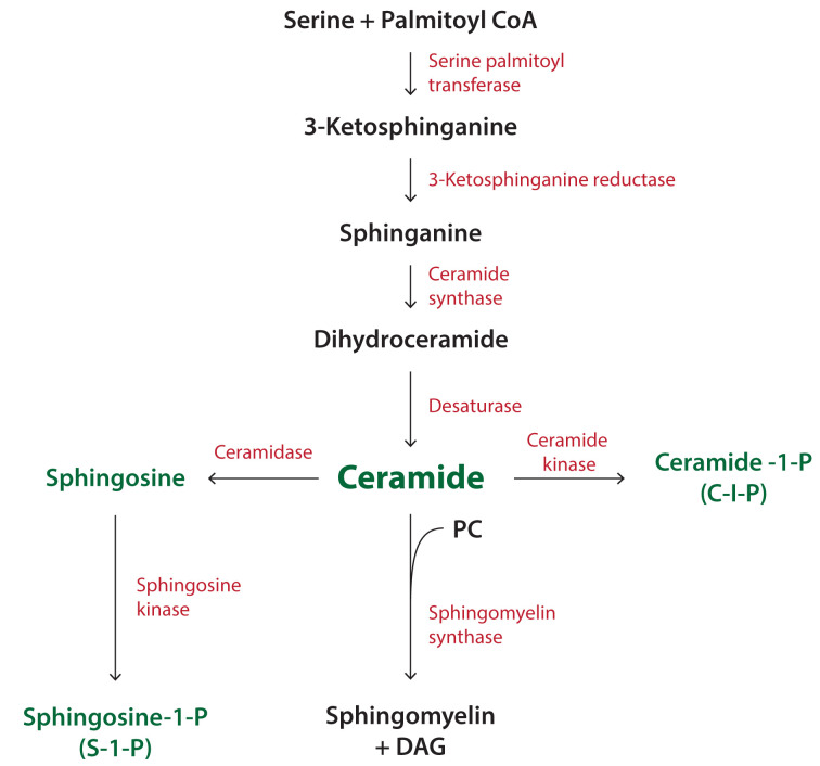 Figure 11