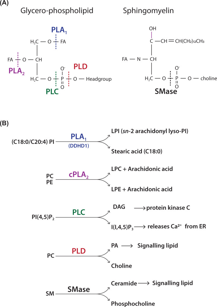 Figure 14