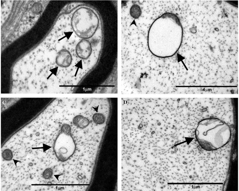 Fig. 10