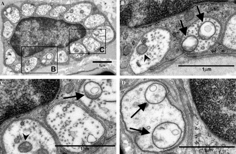 Fig. 9