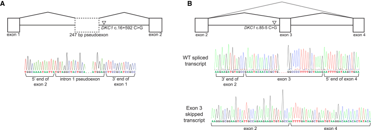 Figure 5