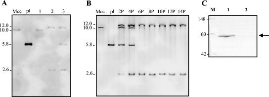 FIG. 3.