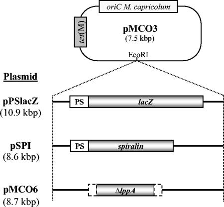 FIG. 1.