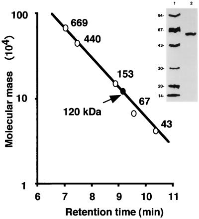 FIG. 1