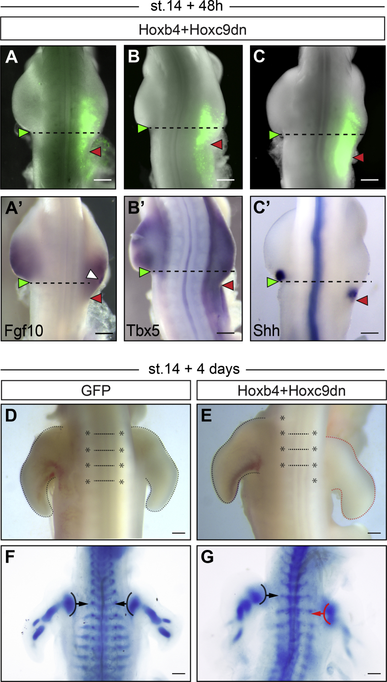 Figure 4