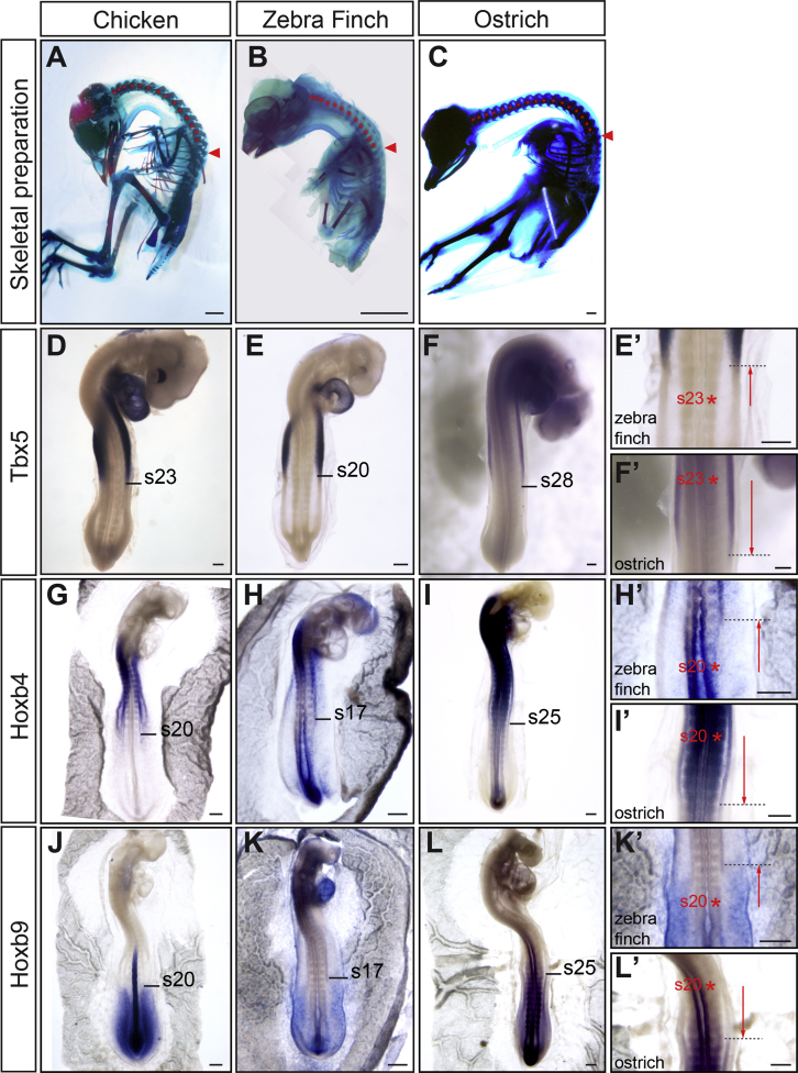 Figure 5