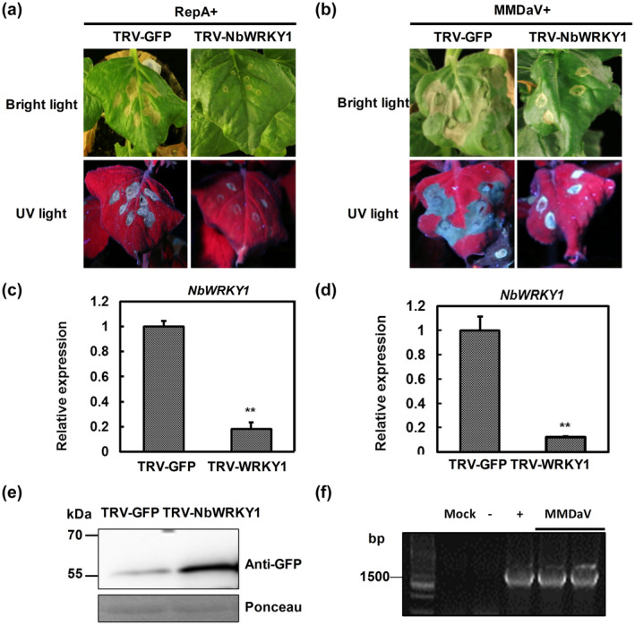 FIGURE 6