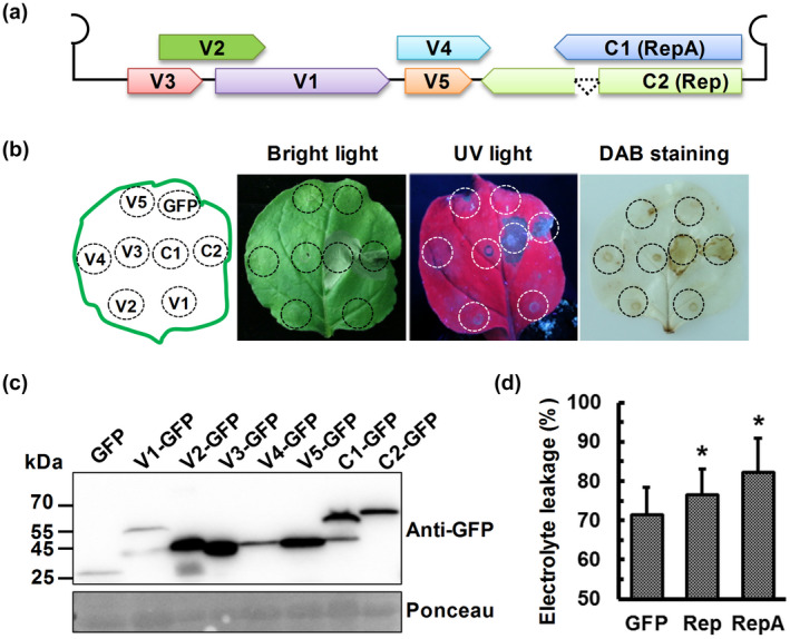 FIGURE 2