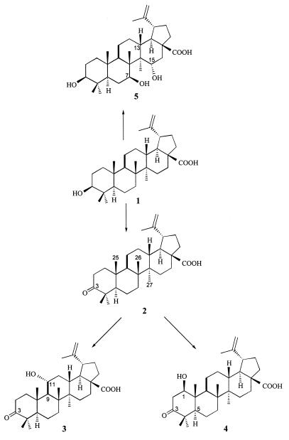 FIG. 1