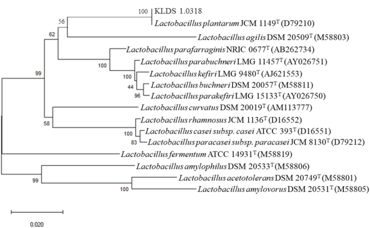 FIGURE 1