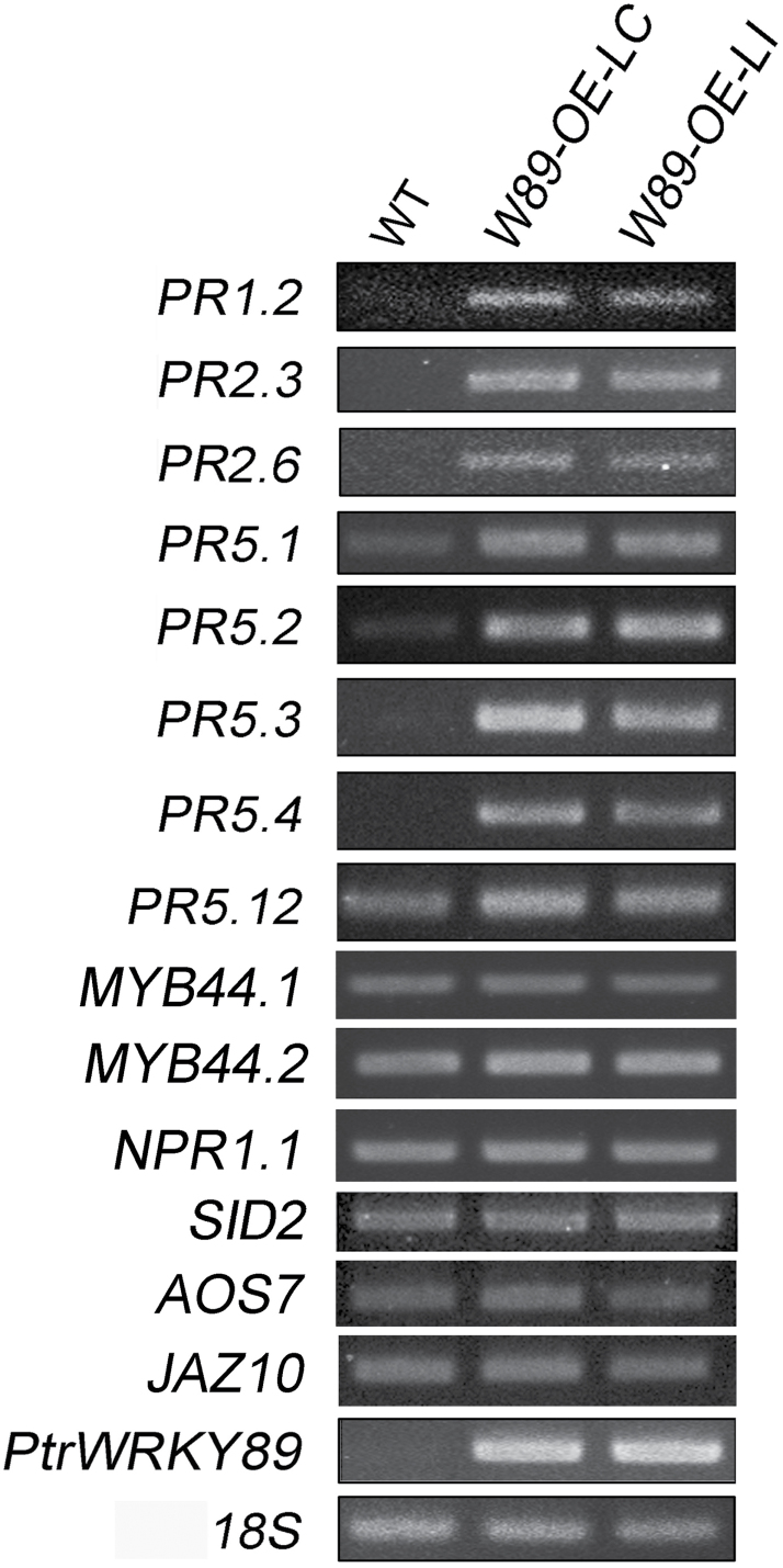 Fig. 9.