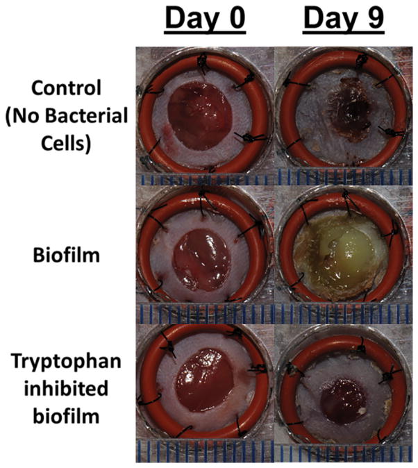 Figure 7