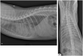 Figure 24