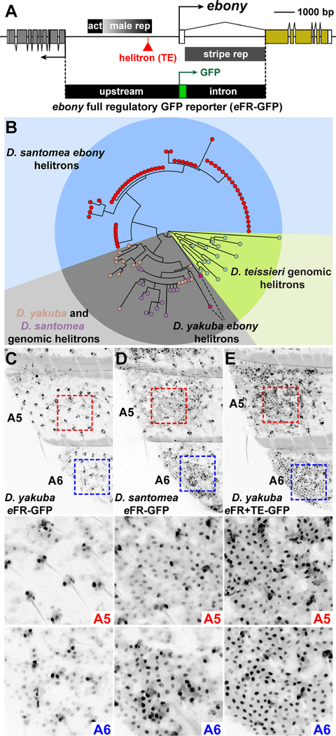 Figure 6.