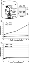 FIG. 1.