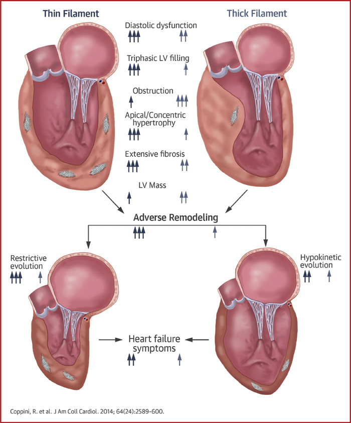 Central Illustration