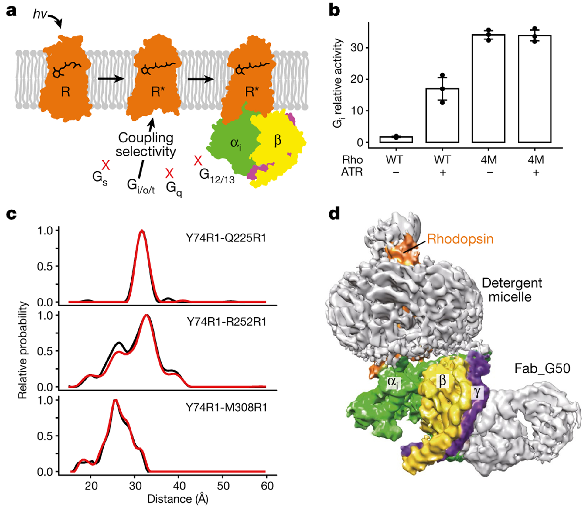 Cryo-EM structure of human rhodopsin bound to an inhibitory G protein - PMC