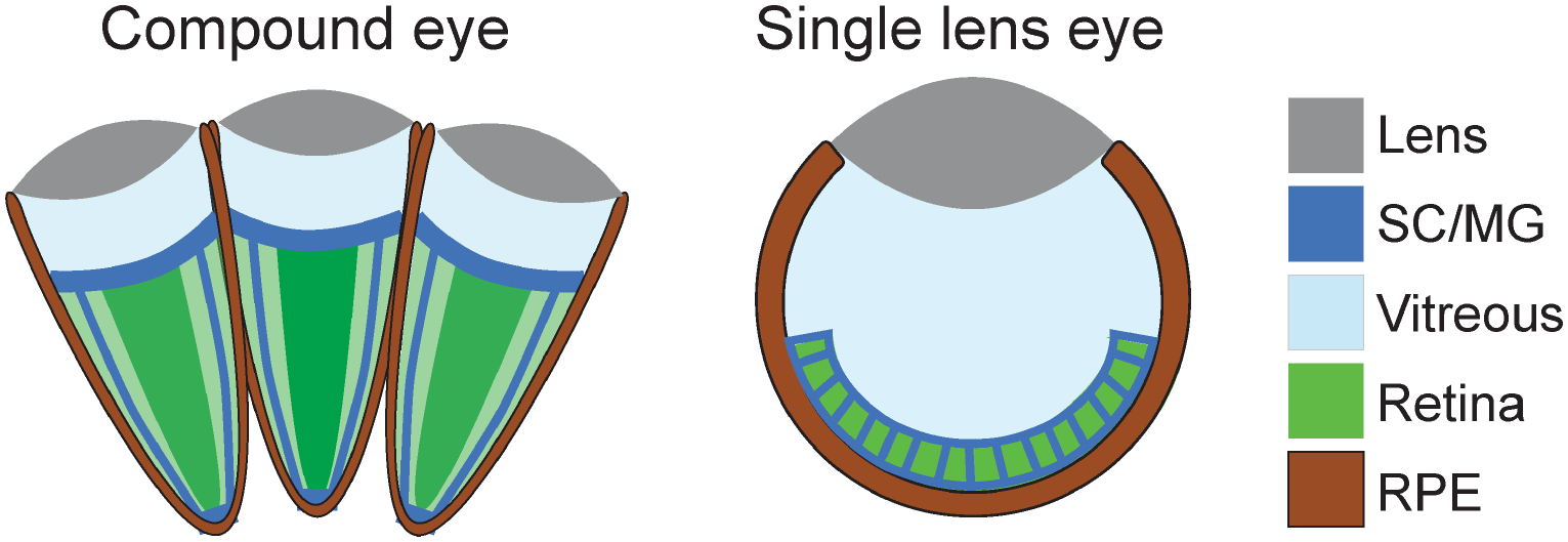 Figure 1: