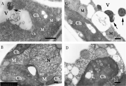 Fig. 6.