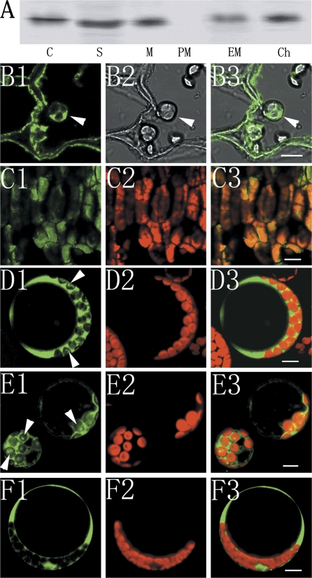 Fig. 7.