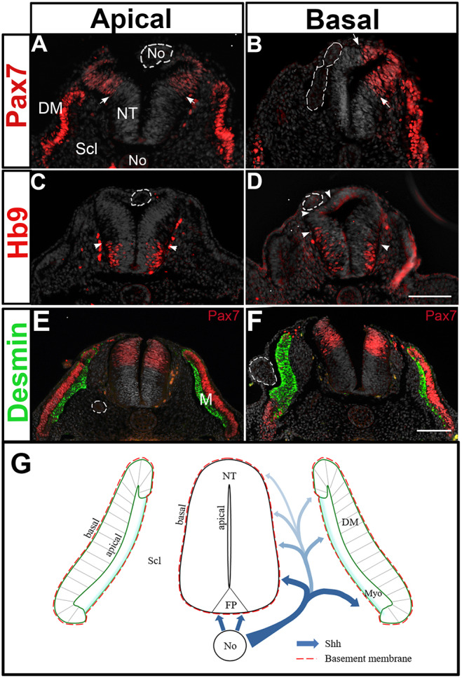 Fig. 9.