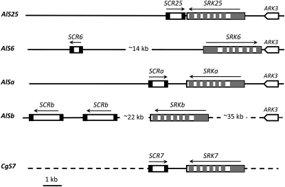 Figure 1.—